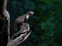 Martes foina 17, Steenmarter-Saxifraga-Luc Hoogenstein : Frankrijk, Pyreneeen