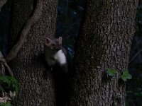 Martes foina 19, Steenmarter-Saxifraga-Luc Hoogenstein : Frankrijk, Pyreneeen