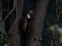 Martes foina 20, Steenmarter-Saxifraga-Luc Hoogenstein : Frankrijk, Pyreneeen