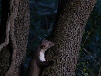 Martes foina 21, Steenmarter-Saxifraga-Luc Hoogenstein : Frankrijk, Pyreneeen