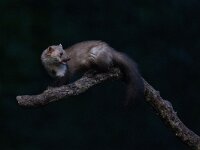 Martes foina 23, Steenmarter-Saxifraga-Luc Hoogenstein : Frankrijk, Pyreneeen
