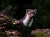Beech marten looking from behind trunk at night  Beech marten (Martes foina) looking from behind trunk at night. This small nocturnal predator is indispensable for the ecological balance in an ecosystem : Netherlands, agile, animal, attic, background, beech, black, breasted, brown, carnivore, city, dark, darkness, europe, european, evening, fauna, foina, forest, france, fur, garden, germany, green, mammal, mammals, marten, martes, nature, night, nocturnal, one, outdoor, poland, portrait, predator, sitting, small, stone, trunk, uk, urban, view, weasel, white, wild, wildlife, wood, yard, young