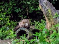 Martes foina 6, Steenmarter, adult, Vledder, Saxifraga-Theo Verstrael