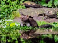 Martes foina 7, Steenmarter, adult, Vledder, Saxifraga-Theo Verstrael