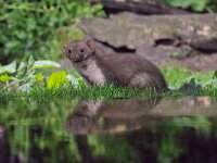 Martes foina 8, Steenmarter, adult, Vledder, Saxifraga-Theo Verstrael