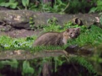 Martes foina 9, Steenmarter, adult, Vledder, Saxifraga-Theo Verstrael