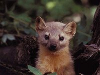 Martes martes 3, Boommarter, Saxifraga-Hans Dekker