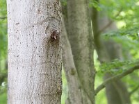 Martes martes 36, Boommarter, Saxifraga-Mark Zekhuis