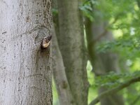 Martes martes 41, Boommarter, Saxifraga-Mark Zekhuis