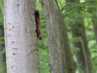 Martes martes 43, Boommarter, Saxifraga-Mark Zekhuis