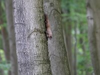 Martes martes 47, Boommarter, Saxifraga-Mark Zekhuis