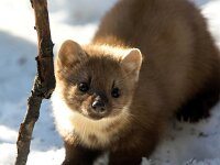 Martes martes 74, Boommarter, Saxifraga-Bart Vastenhouw