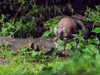 Martes martes 77, Boommarter, adult, Vledder, Saxifraga-Theo Verstrael