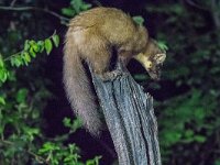 Martes martes 79, Boommarter, adult, Vledder, Saxifraga-Theo Verstrael