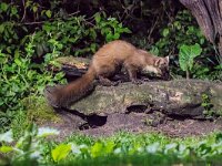 Martes martes 81, Boommarter, adult, Vledder, Saxifraga-Theo Verstrael