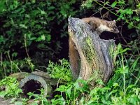 Martes martes 82, Boommarter, adult, Vledder, Saxifraga-Theo Verstrael