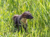 Martes martes 83, Boommarter, Saxifraga-Bart Heijne