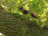 Martes martes 85, Boommarter, Saxifraga-Mark Zekhuis