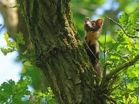 Martes martes 86, Boommarter, Saxifraga-Mark Zekhuis