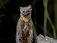 Pine marten on trunk in forest at night  Pine marten (Martes martes) standing on trunk in dark circumstances in a forest at night. Wildlife scene of nature in Europe. : animal, beech, breasted, brown, carnivore, closeup, continent, countryside, cute, dark, darkness, environment, europe, european, european pine marten, fauna, forest, fur, furry, green, heather flowers, looking, mammal, mammalian, marten, martes, martes martes, nature, night, nobody, nocturnal, outdoor, pine, pine marten, portrait, predator, rare, rocks, scotland, scottish, standing, stump, tree, us, wild, wild animal, wildlife, wood