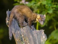 Pine marten on trunk in forest at night  Pine marten (Martes martes) on trunk in dark circumstances in a forest at night. Wildlife scene of nature in Europe. : animal, beech, breasted, brown, carnivore, closeup, continent, countryside, cute, dark, darkness, environment, europe, european, european pine marten, fauna, forest, fur, furry, green, heather flowers, looking, mammal, mammalian, marten, martes, martes martes, nature, night, nobody, nocturnal, outdoor, pine, pine marten, portrait, predator, rare, rocks, scotland, scottish, standing, stump, tree, us, wild, wild animal, wildlife, wood