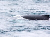 Megaptera novaeangliae 33, Bultrug, Saxifraga-Bart Vastenhouw