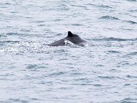 Megaptera novaeangliae 38, Bultrug, Saxifraga-Bart Vastenhouw