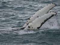 Megaptera novaeangliae 4, Bultrug, Saxifraga-Bart Vastenhouw