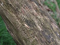 Meles meles 11, Das, traces, Saxifraga-Rutger Barendse