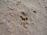 Meles meles 15, Das, Saxifraga-Mark Zekhuis