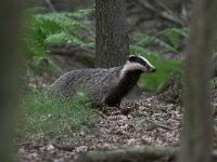 Meles meles 2, Das, Saxifraga-Luc Hoogenstein