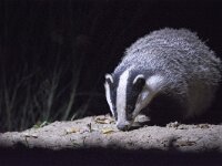 Meles meles 31, Das, Saxifraga-Theo Verstrael