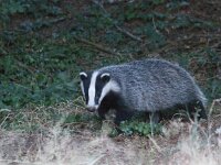 Meles meles 40, Das, Saxifraga-Mark Zekhuis