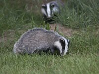 Meles meles 49, Das, Saxifraga-Mark Zekhuis