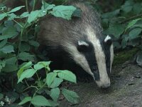 Meles meles 62, Das, Saxifraga-Mark Zekhuis