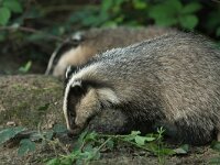 Meles meles 63, Das, Saxifraga-Mark Zekhuis