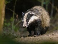 European badger foraging at night  European Badger (Meles meles) walking in forest at night. Drenthe, Netherlands. Wildlife scene of nature in Europe. : Claws, Eurasian, Meles meles, Netherlands, animal, autumn, background, badger, beast, black, carnivore, dark, darkness, ear, europe, european, european badger, eye, face, fauna, foraging, forest, fur, grey, habitat, head, hunt, life, looking, mammal, mask, meles, natural, nature, night, nocturnal, nose, portrait, predator, species, stripe, stripes, uk, white, wild, wilderness, wildlife, wood, woodland