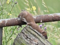 Mustela erminea 29, Hermelijn, Saxifraga-Luuk Vermeer