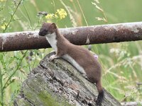 Mustela erminea 44, Hermelijn, Saxifraga-Luuk Vermeer