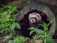 Mustela putorius 26, Bunzing, adult, Vledder, Saxifraga-Theo Verstrael