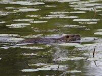 Myocastor coypus 18, Beverrat, Saxifraga-Jan Nijendijk