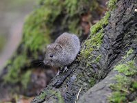 Myodes glareolus 12, Rosse woelmuis, Saxifraga-Luuk Vermeer