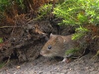 Myodes glareolus 2, adult, Rosse woelmuis, Saxifraga-Theo Verstrael