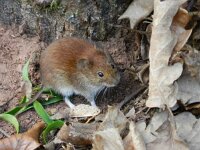 Myodes glareolus 21, Rosse woelmuis, Saxifraga-Rutger Barendse