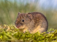 Bank vole in backyard grass field  Bank vole (Myodes glareolus; formerly Clethrionomys glareolus). Small vole with red-brown fur in backyard grass field : Clethrionomys, Microtus, Myodes, adorable, animal, arvalis, background, bank, behaviour, brown, closeup, common, curious, cute, domestic, environment, european, fauna, fruit, funny, furry, garden, glareolus, habitat, happy, house, isolated, little, looking, love, macro, mammal, mice, mouse, natural, nature, one, pest, pet, portrait, rat, rodent, side, sitting, small, sweet, vole, watching, wild, wildlife