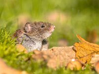 Bank vole peeking from behind log  Wild Bank vole (Myodes glareolus) mouse peeking from behind log in the camera from forest floor : Clethrionomys, Microtus, Myodes, animal, autumn, background, bank, bank vole, brown, closeup, common, country, countryside, cute, ears, ecology, environment, european, fall, fauna, field, floor, forest, glareolus, green, habitat, leaf, leaves, litter, looking, mammal, mice, moss, mouse, natural, nature, peeking, peep, rodent, scene, sitting, small, spy, sweet, vole, watching, wild, wildlife, wood, woodland
