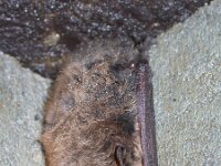 Myotis brandtii, Brandt s Bat