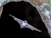 Myotis capaccinii