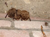 Myotis daubentonii 7, Watervleermuis, Saxifraga-Jeroen Willemsen