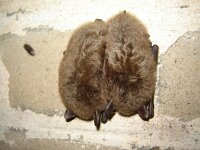 Myotis daubentonii 9, Watervleermuis, Saxifraga-Jeroen Willemsen